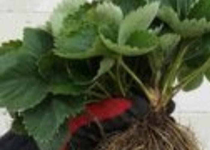 Grajewo ogłoszenia: Sprzedam sadzonki truskawki z gruntu